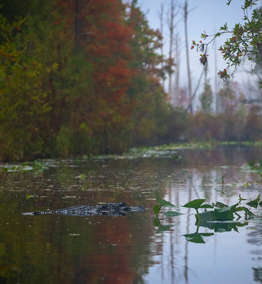 Okefenokee Swamp MindSet